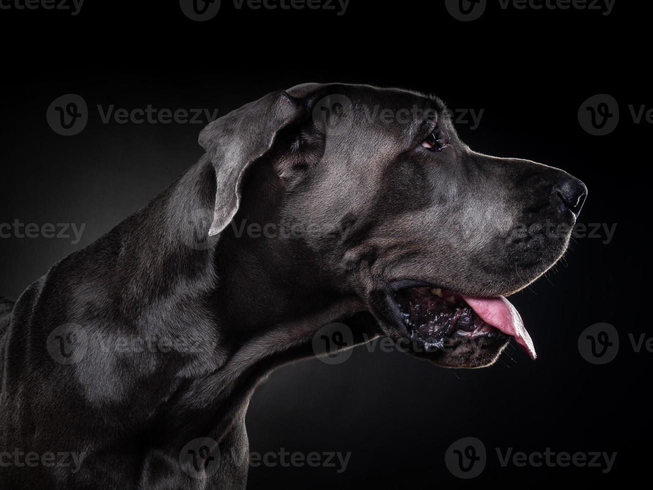 retrato de un gran perro danés, sobre un fondo negro aislado. foto