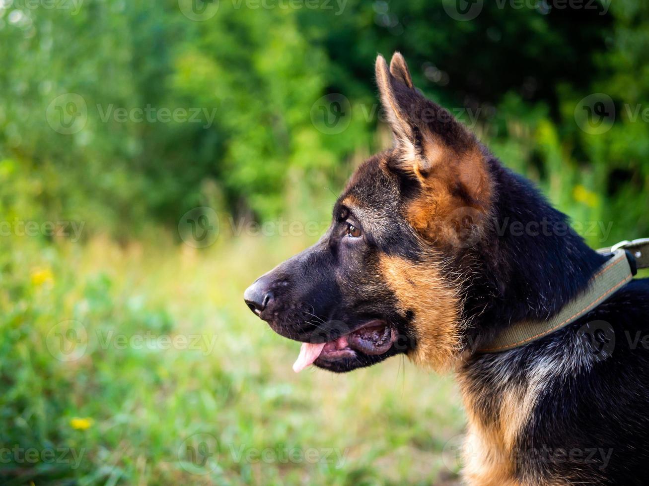 retrato de un cachorro de pastor alemán. foto