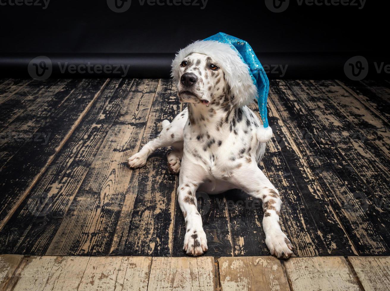 Portrait of a Dalmatian dog in a Santa Claus hat, highlighted on a black background. photo