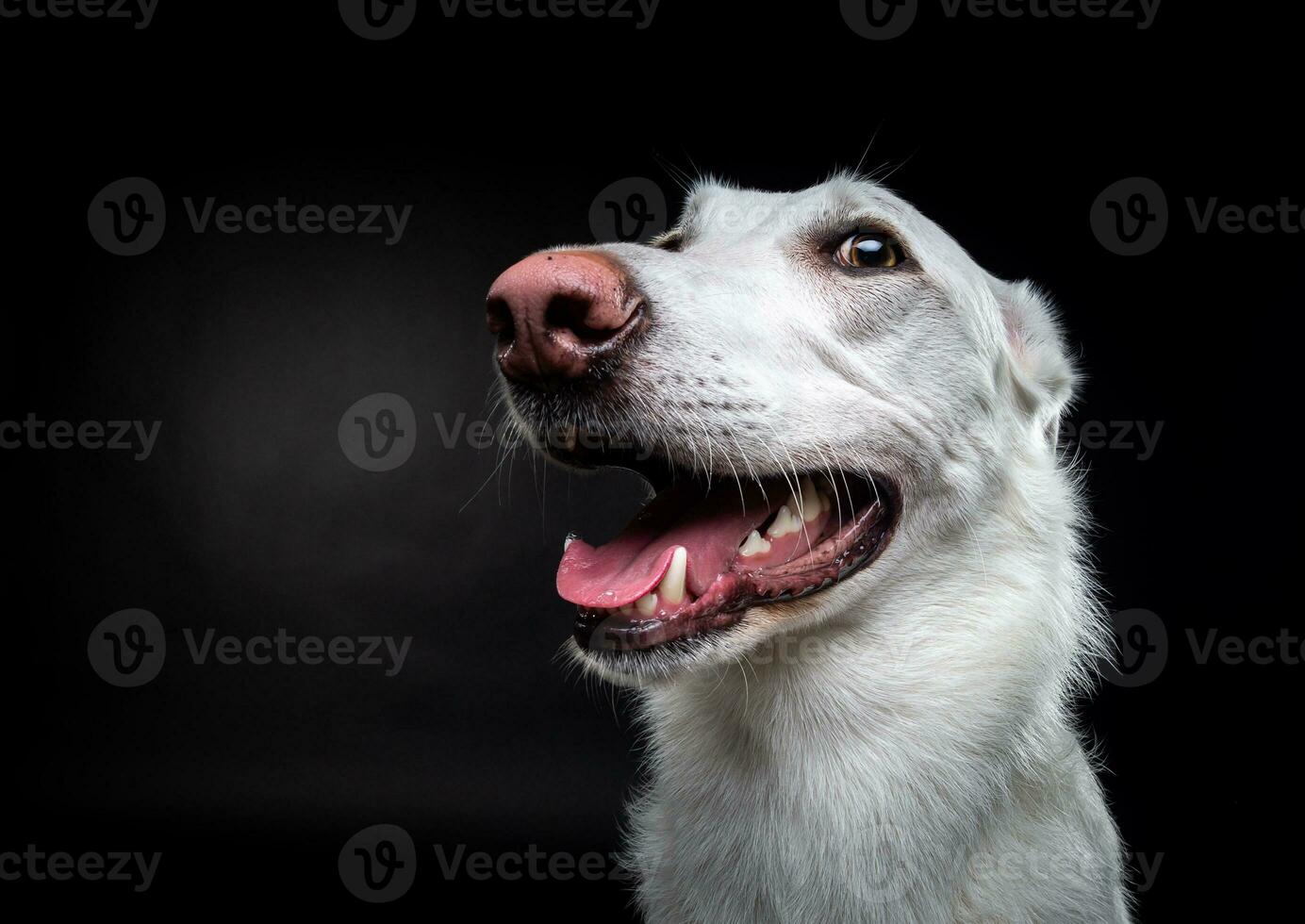 Portrait of a white dog, on an isolated black background. photo