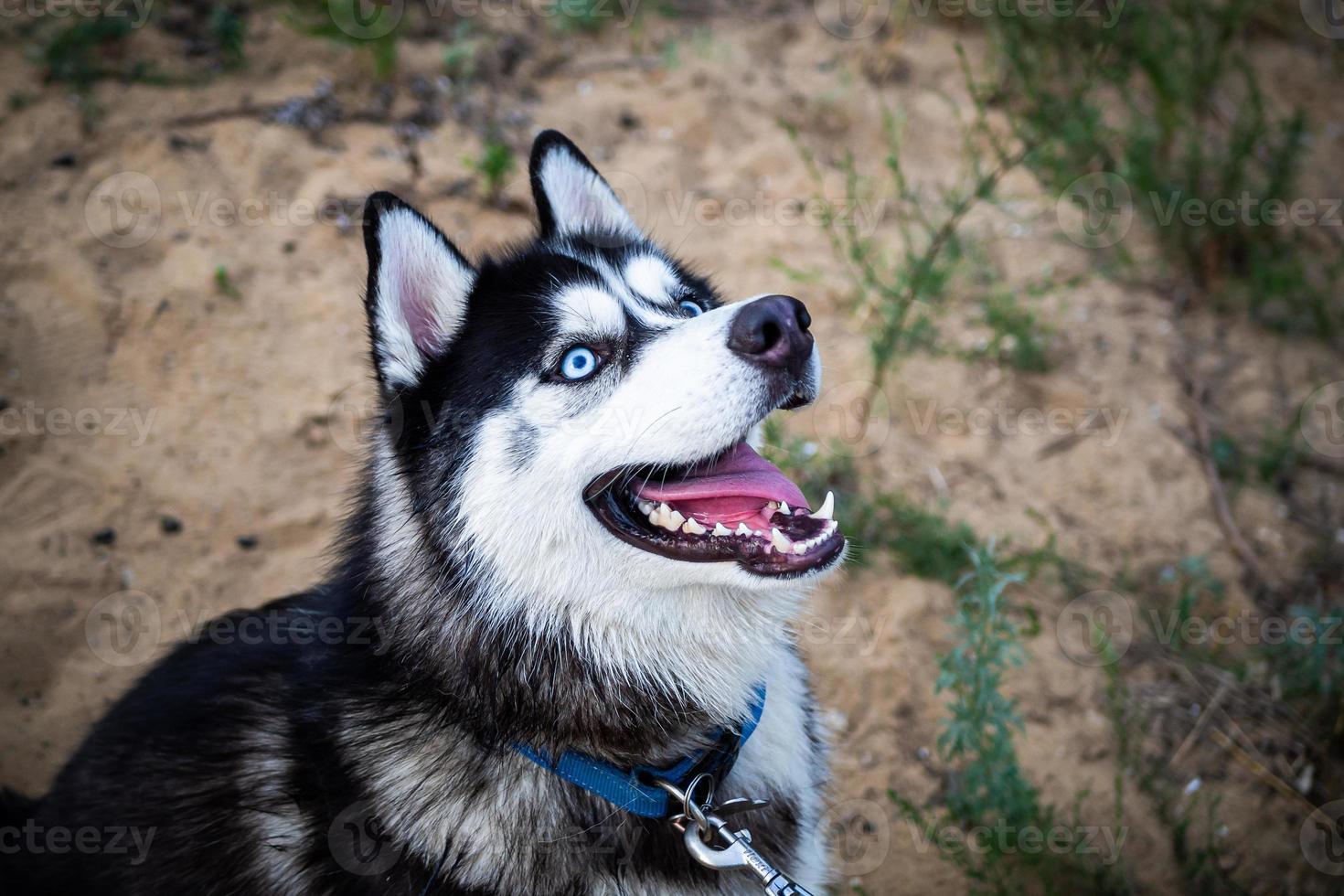 A black and white Siberian husky walking on a summer field. photo