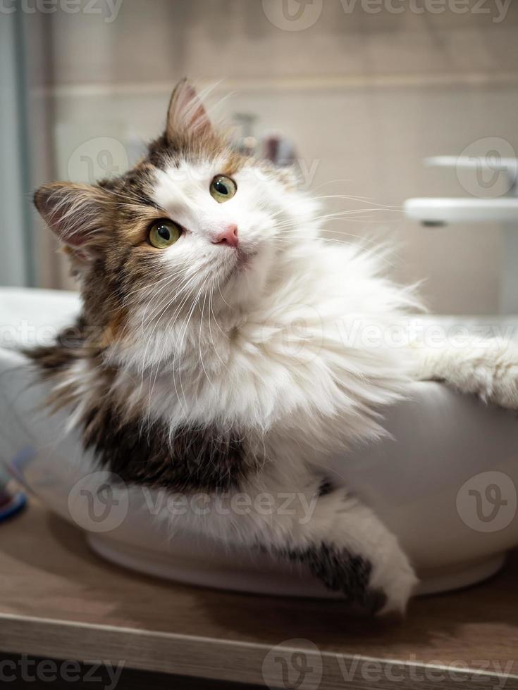 A purebred cat is sitting in the sink, in the bathroom. photo