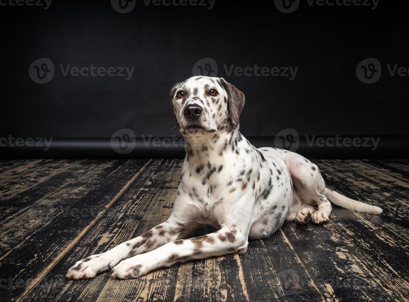 Portrait of a Dalmatian dog, on a wooden floor and a black background. photo