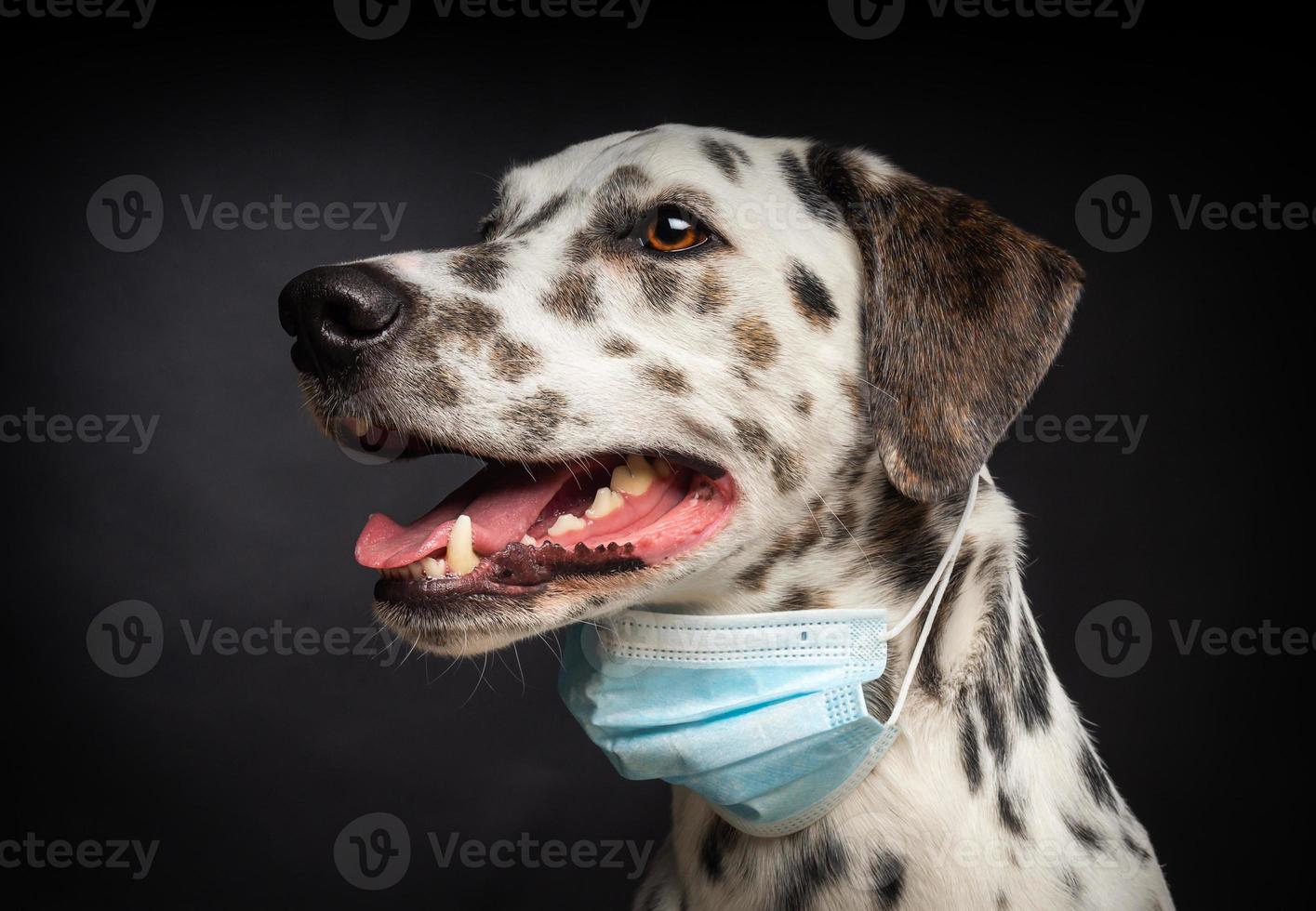 Portrait of a Dalmatian breed dog in a protective medical mask, on a black background. photo