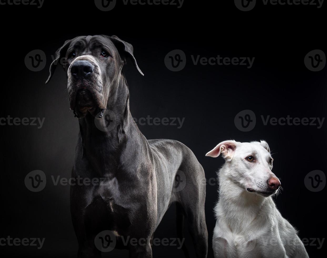 retrato de un gran danés y un perro blanco sobre un fondo negro aislado. foto