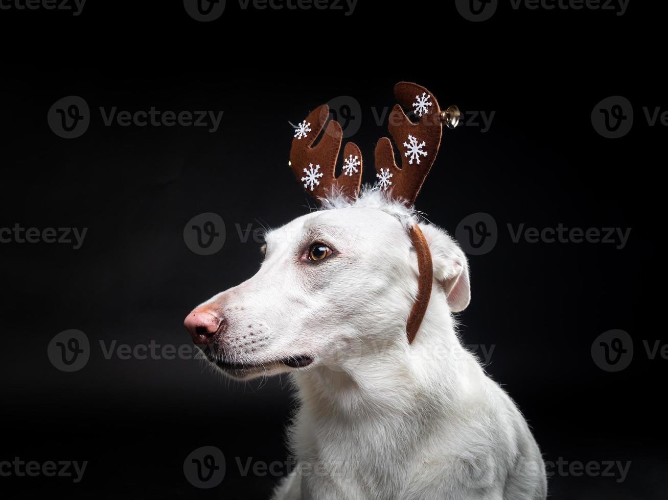 Portrait of a thoroughbred dog in a deer antler hat, highlighted on a black background. photo