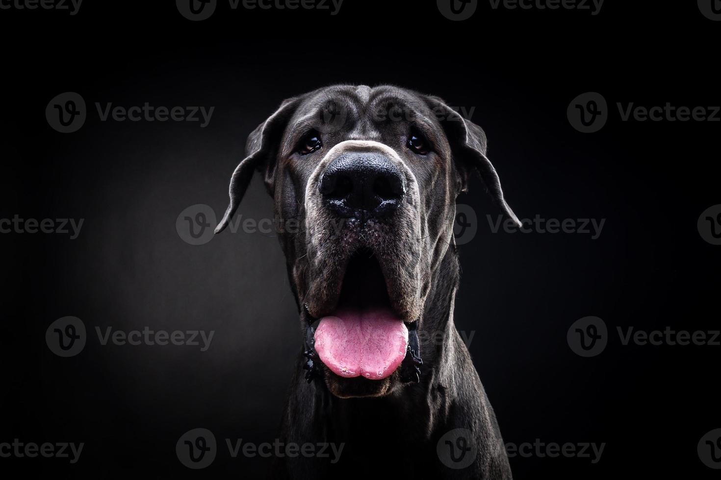 retrato de un gran perro danés, sobre un fondo negro aislado. foto