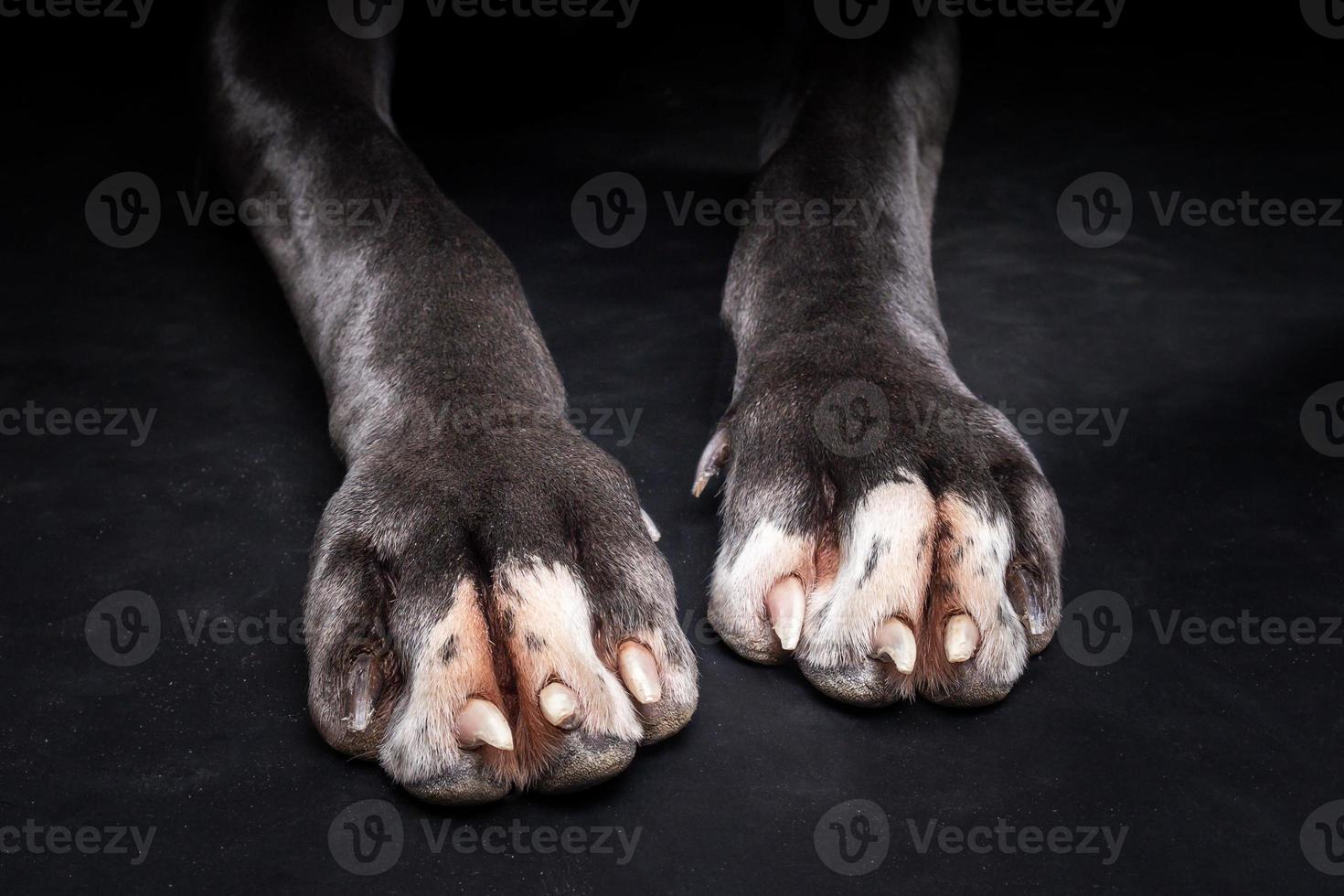 The front paws of a Great Dane, on an isolated black background. photo