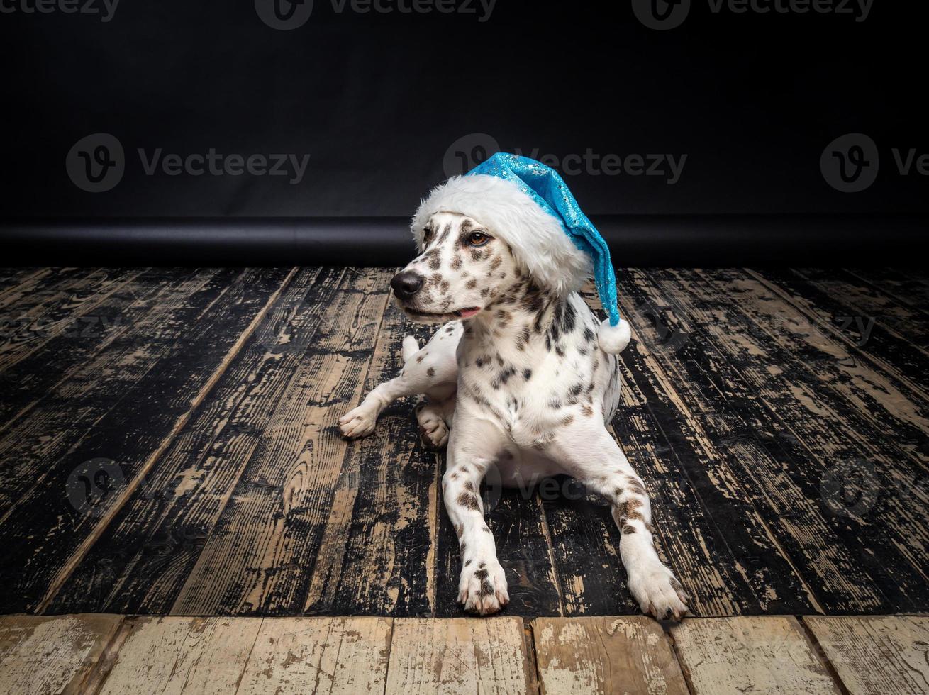 Portrait of a Dalmatian dog in a Santa Claus hat, highlighted on a black background. photo