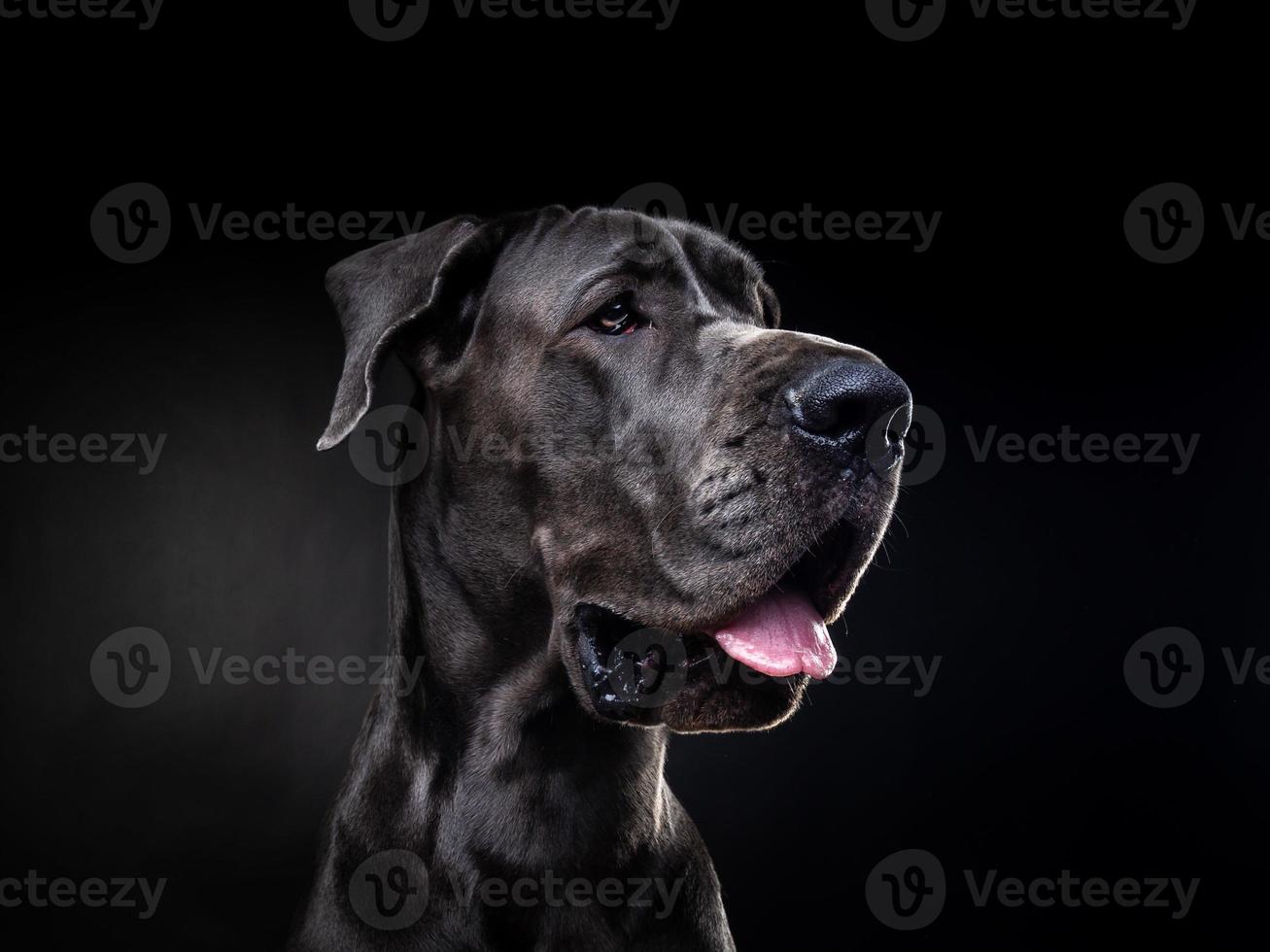 Portrait of a Great Dane dog, on an isolated black background. photo