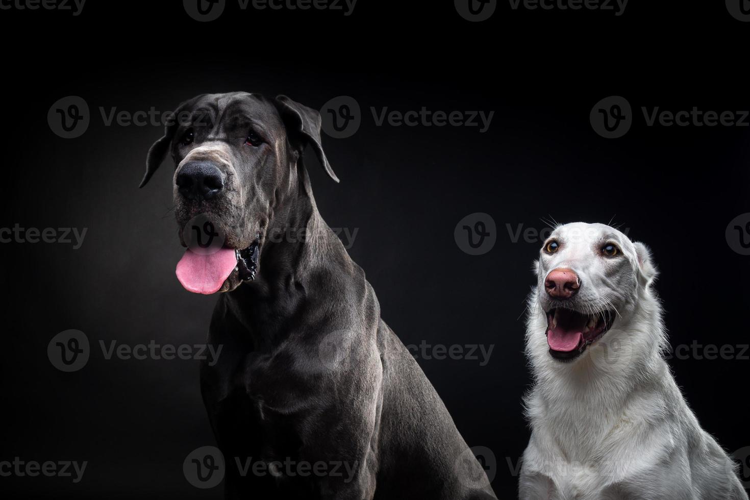 retrato de un gran danés y un perro blanco sobre un fondo negro aislado. foto