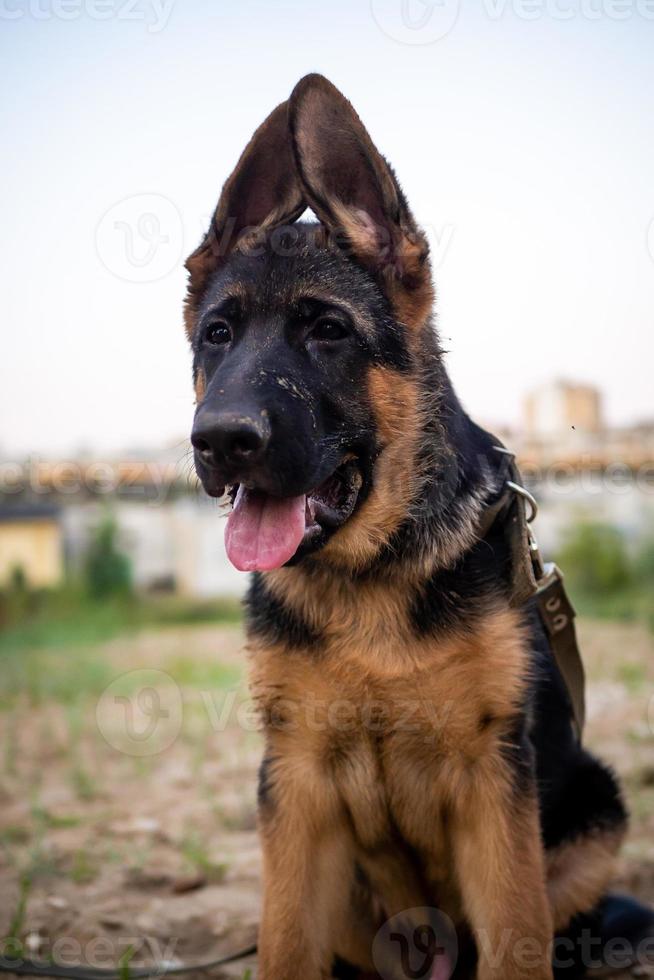 Portrait of a German Shepherd puppy. photo