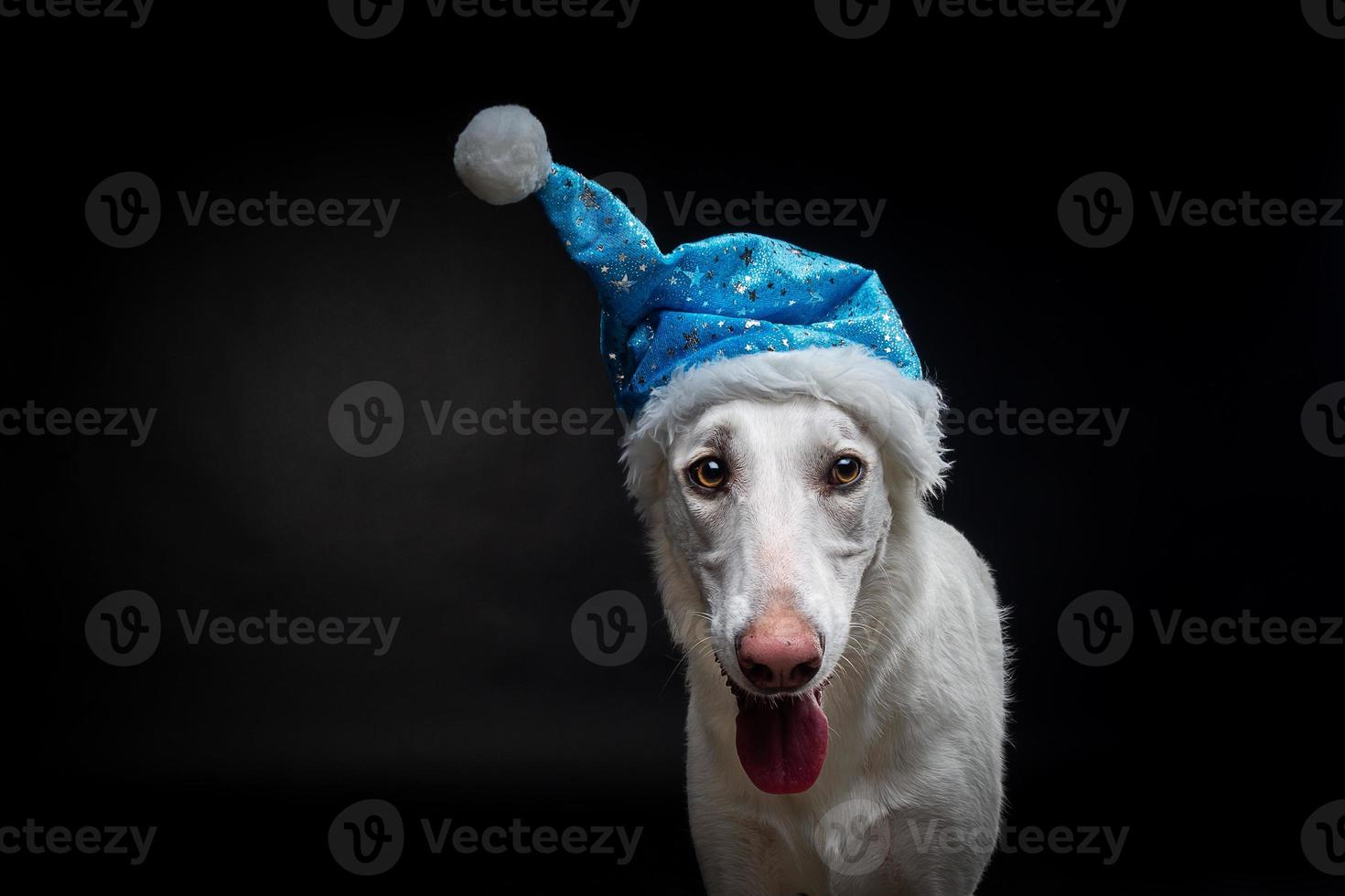 Portrait of a purebred dog in a Santa Claus hat, highlighted on a black background. photo