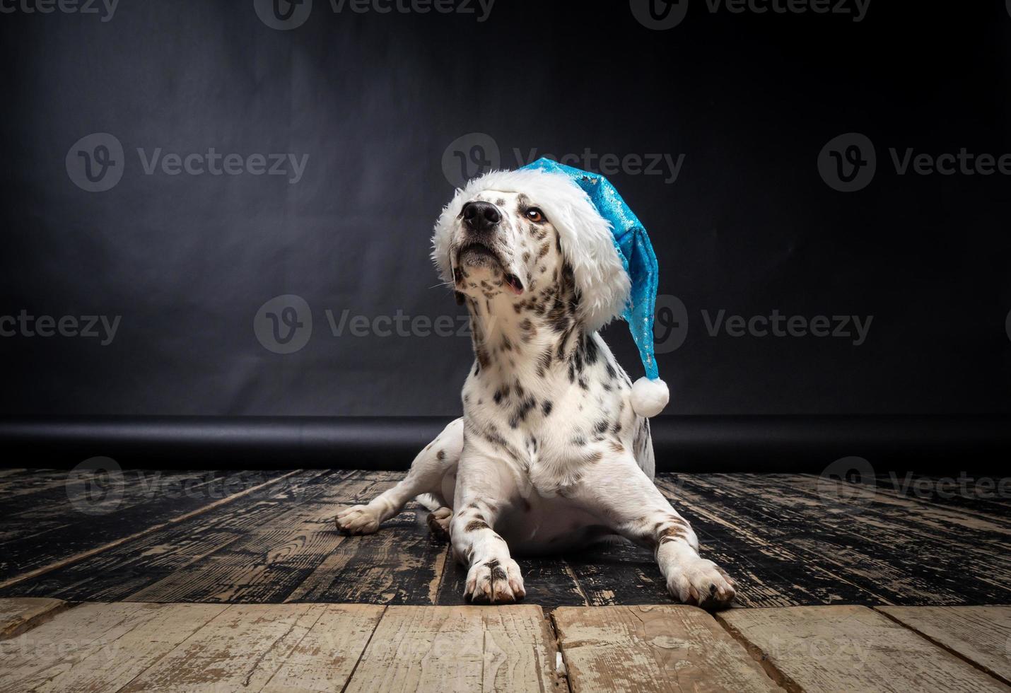 Portrait of a Dalmatian dog in a Santa Claus hat, highlighted on a black background. photo