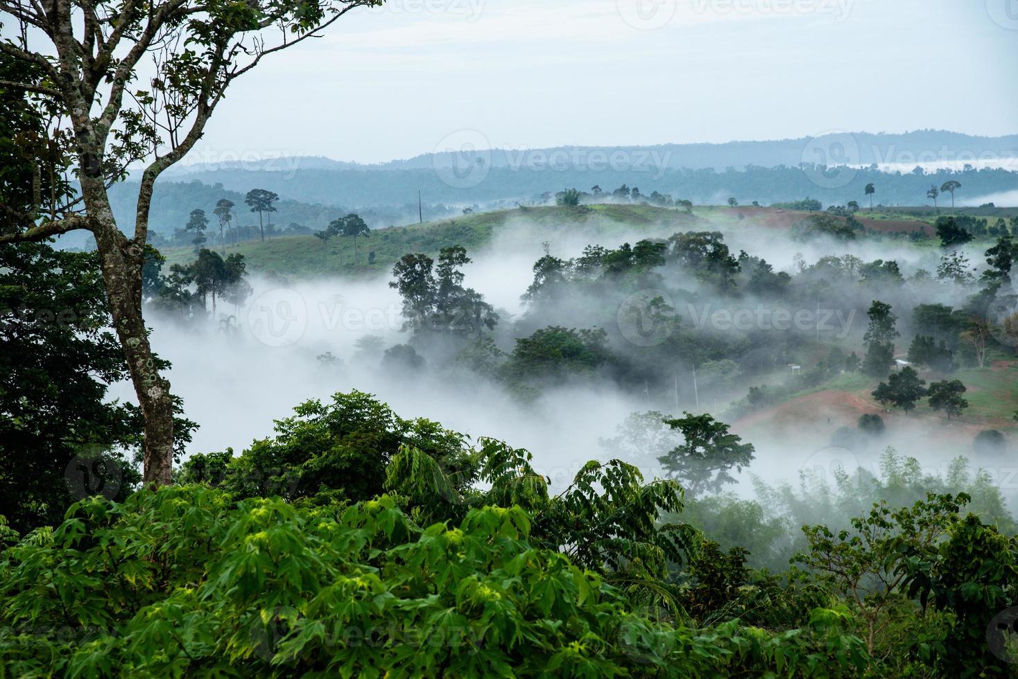Green field, tree with the blue sky, fog and cloud in the morning photo