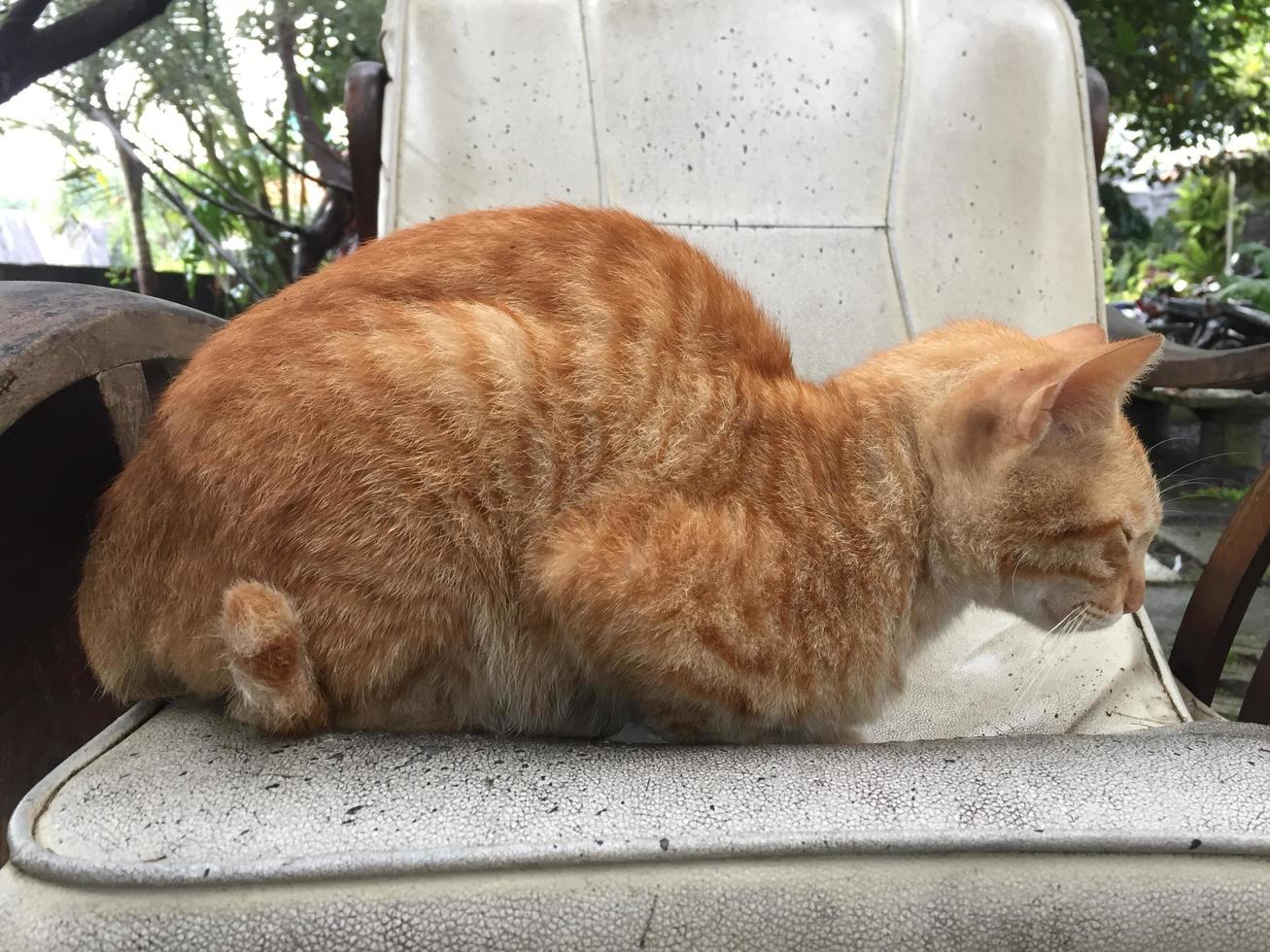 an orange cat is relaxing on a sofa chair photo