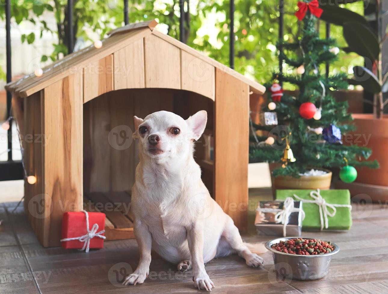 short hair Chihuahua dog  sitting  in front of wooden dog's house with dog food bowl, christmas tree and gift boxes, looking at camera. photo