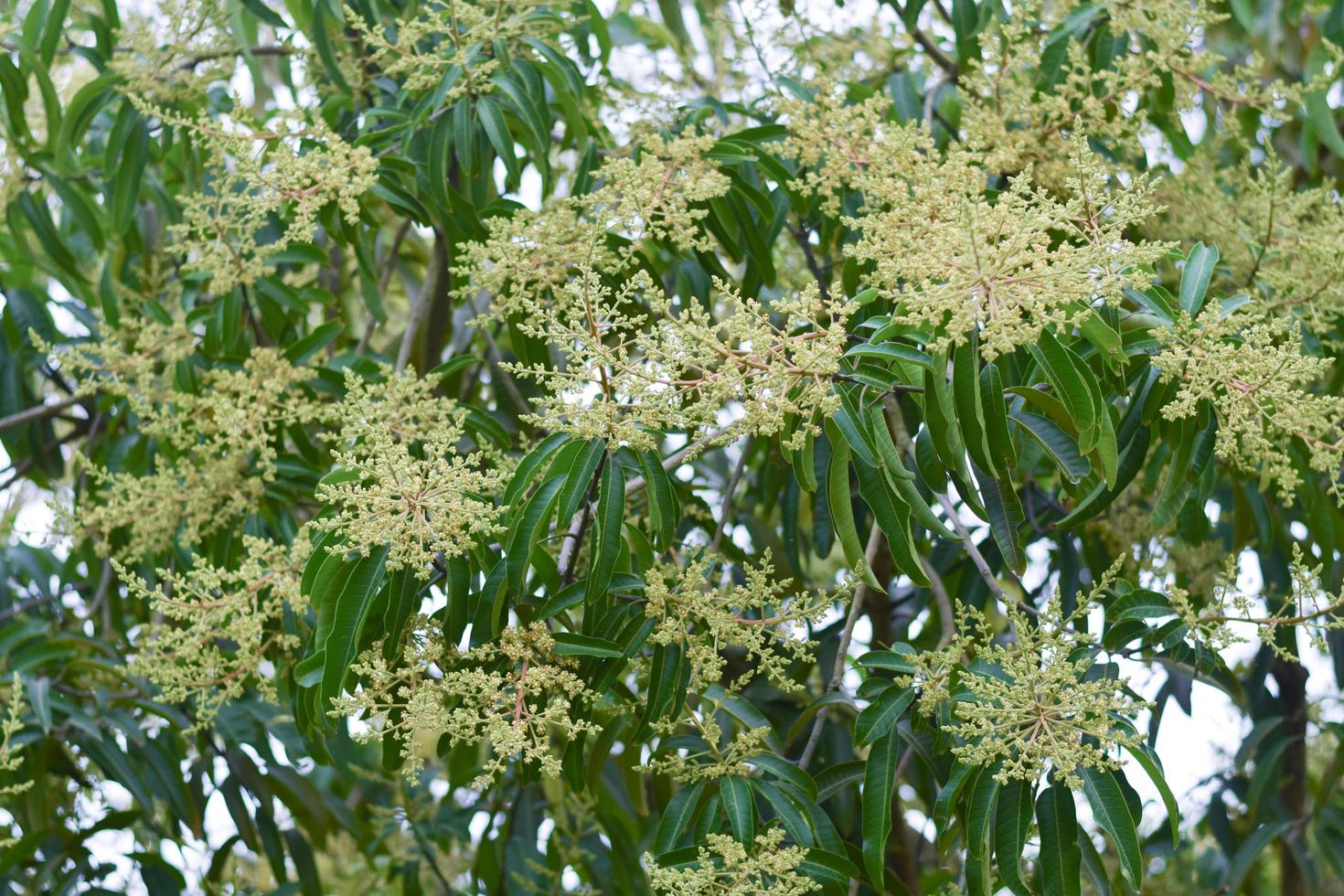 mango tree with mango flower blooming photo