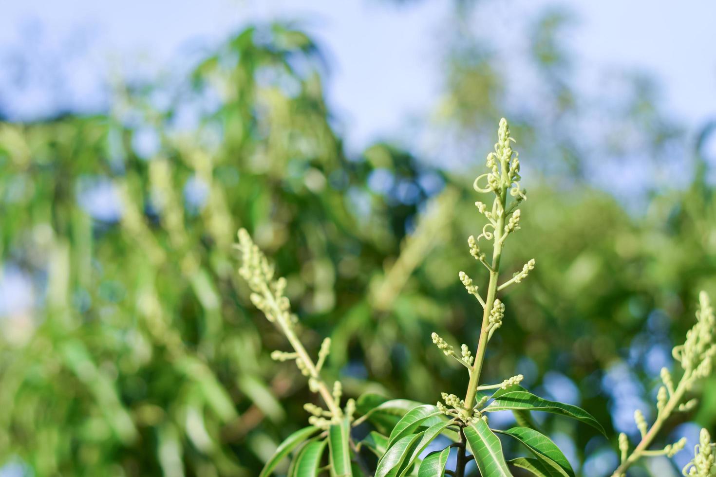 mango tree with mango flower blooming photo