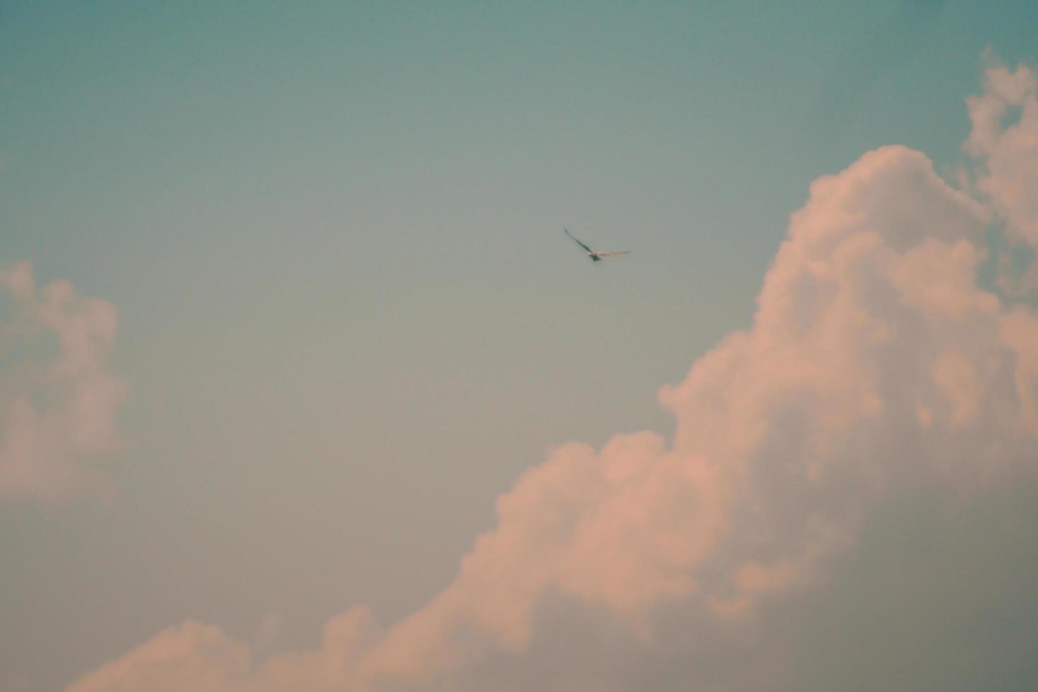 Vintage Grungy Blue Sky and Seagull photo