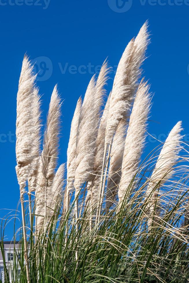 Pampas Grass in full bloom in Eastbourne photo