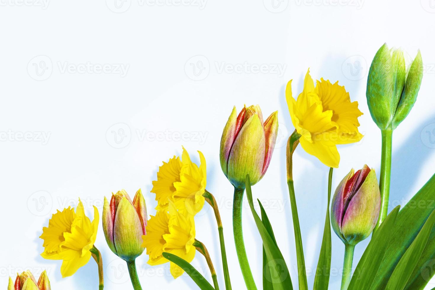 Bright colorful spring flowers of daffodils and tulips isolated on white background. photo