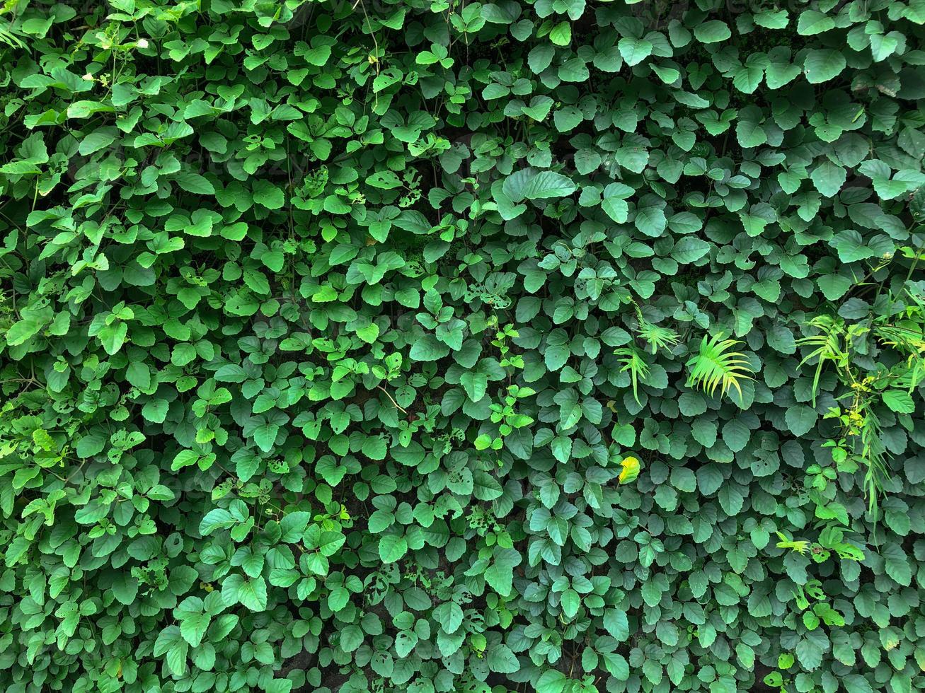 Green ivy leaves wall background. nature texture plants. Natural decoration plant photo
