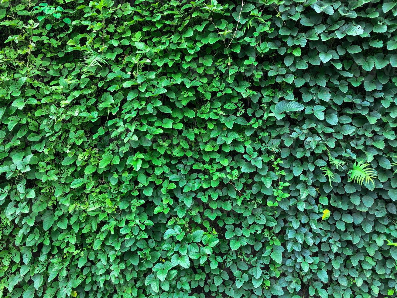 fondo de pared de hojas de hiedra verde. plantas de textura natural. planta de decoración natural foto