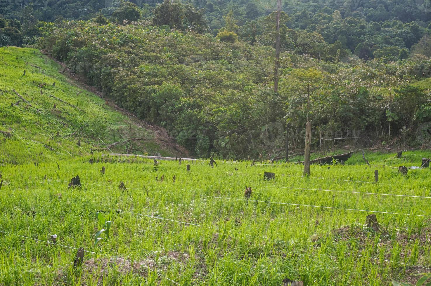 plantar arroz en una colina es una tradición de la tribu dayak, indonesia foto