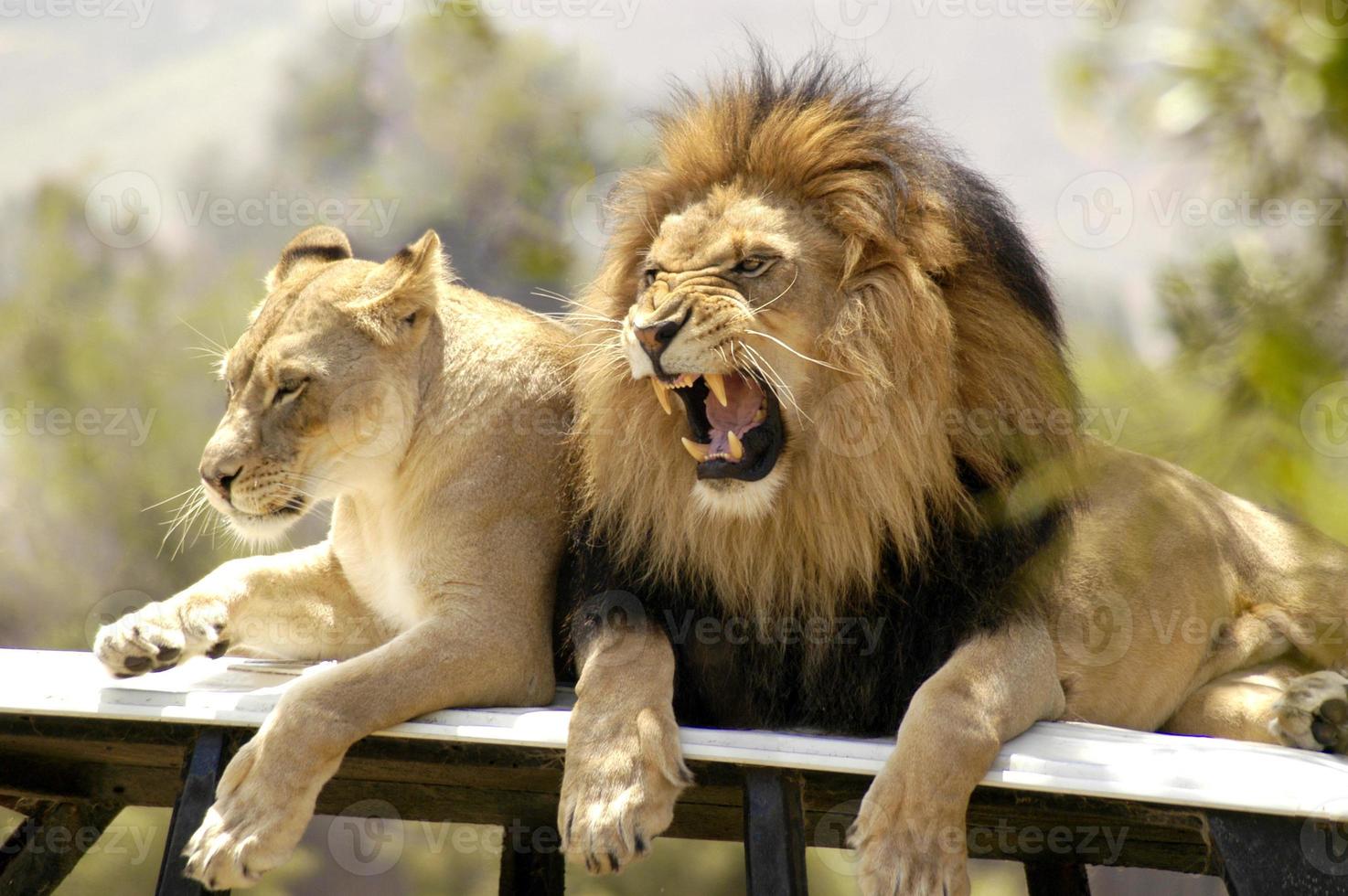 el león macho gruñe y ruge su descontento con su leona. foto