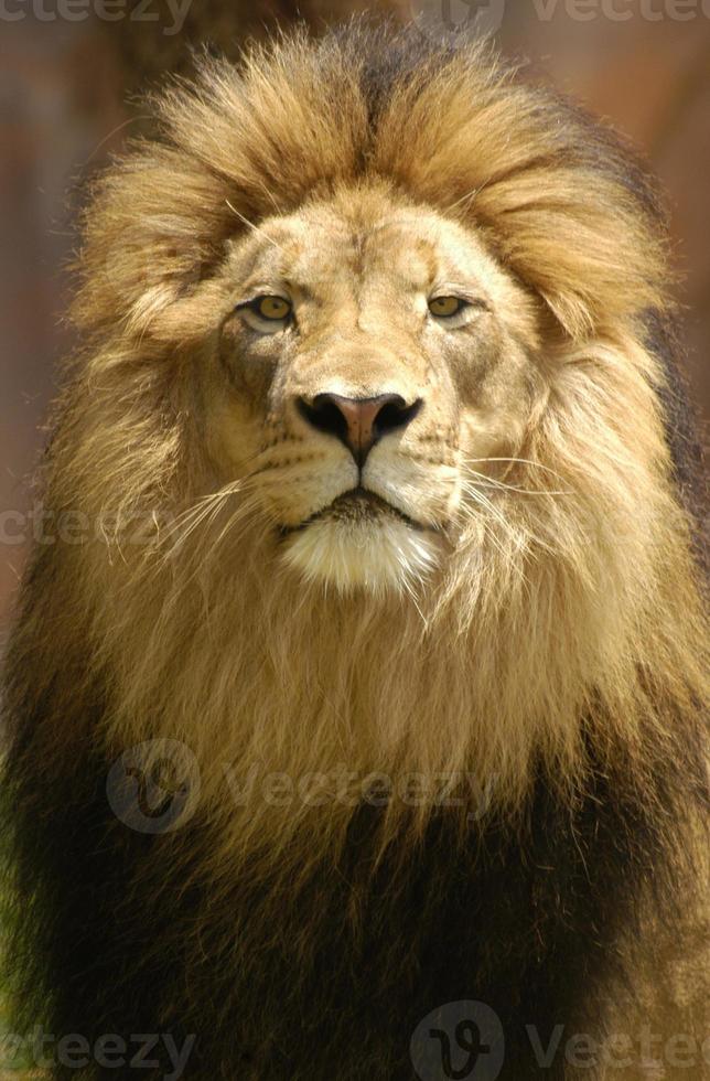 Male lion portrait closeup with intensely watchful eyes. photo