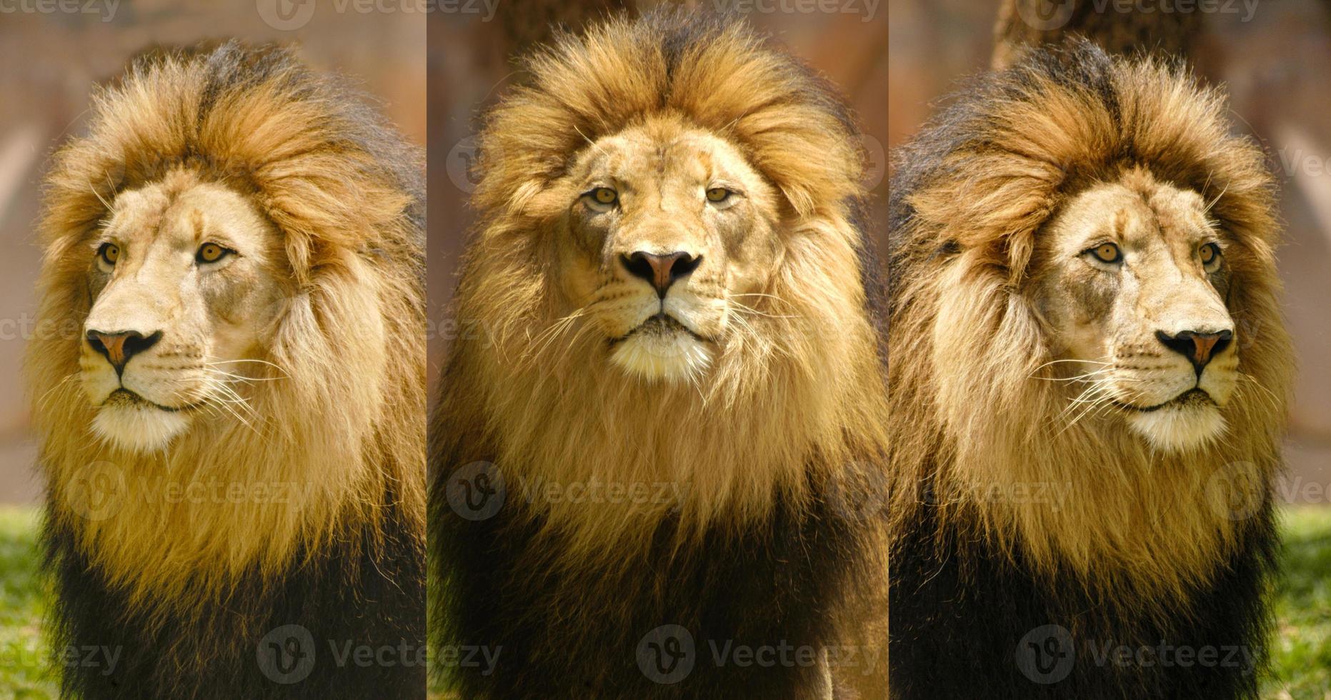 Montaje de retratos de león del mismo león en tres ángulos diferentes. foto