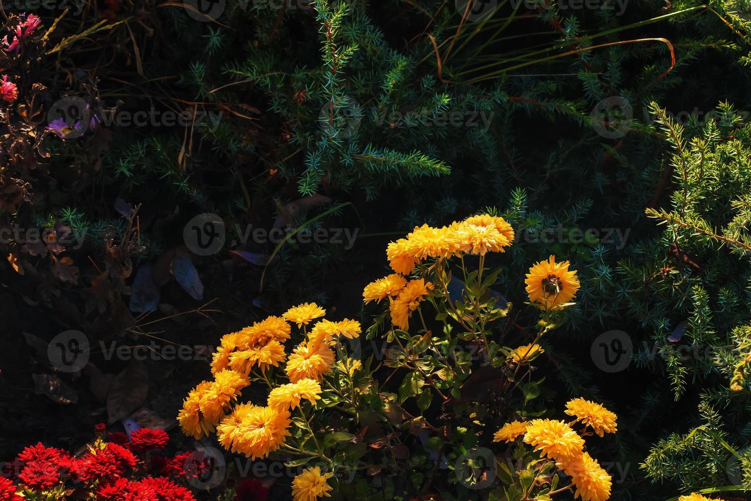 Chrysanthemum. Autumn Flowers. Beautiful Autumn pink, purple, violet, white Chrysanthemum Flowers. Postcard, greetings. Banner Spring flowers of different colors .Top view. Texture and background. photo