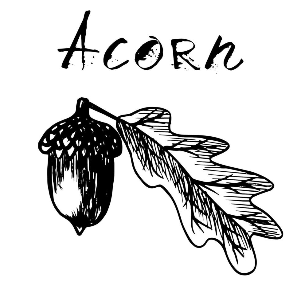 Black traced sketch of an acorn with a leaf. Vector illustration of acorn and oak leaf in engraving style