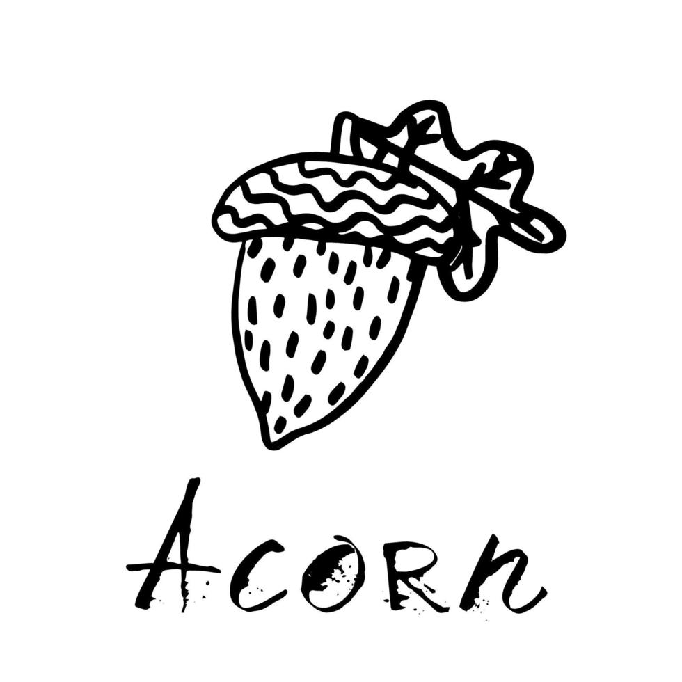 Drawing acorn with a leaf in black ink vector illustration in cartoon style on a white background