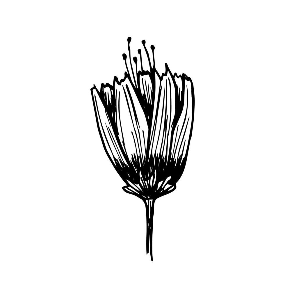 Hand drawn flower with a stalk. A black and white traced flower in black ink is isolated on white. Vector stock illustration. Elongated like Tulip Bud