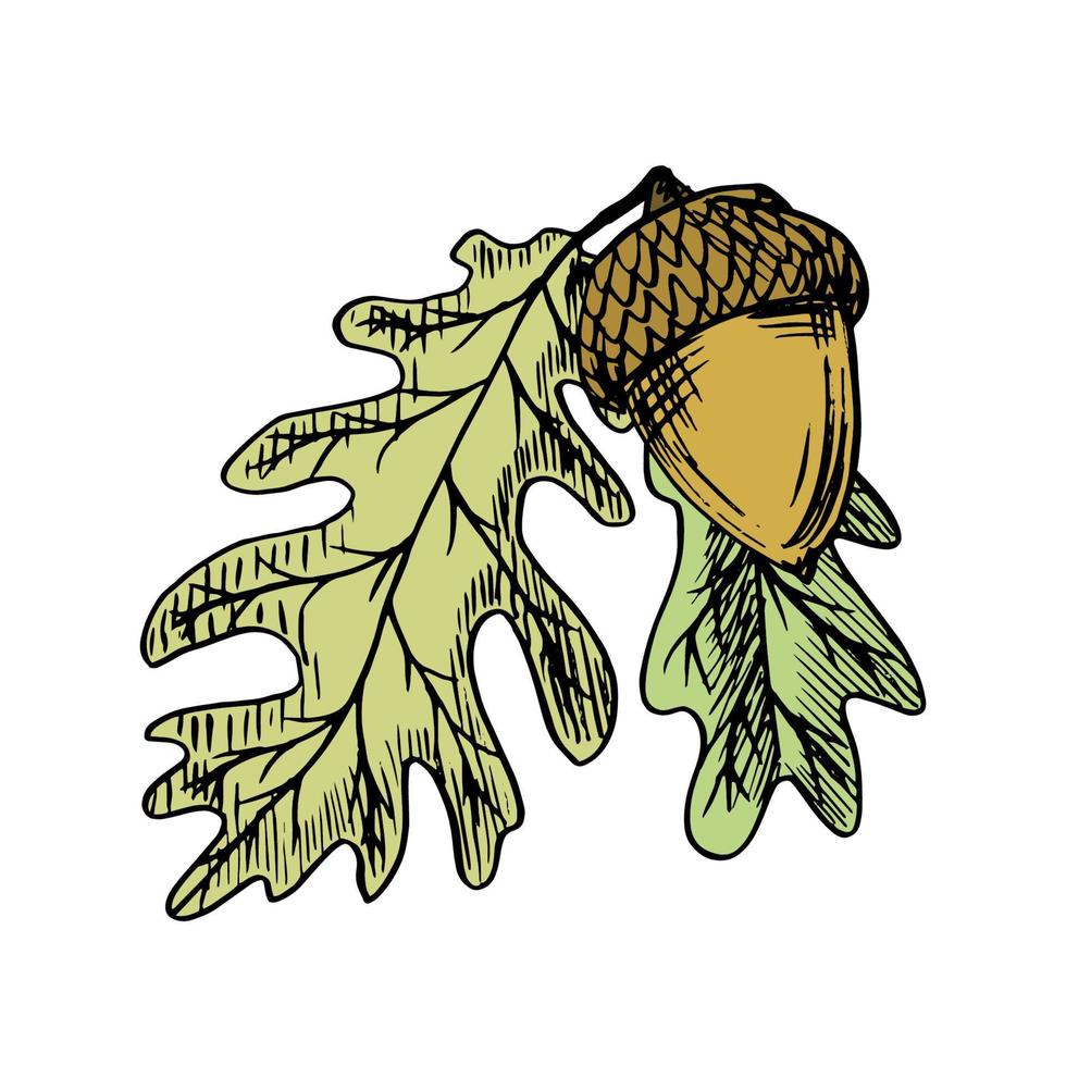 vibrant drawing with black outline of an acorn with two oak leaves vector illustration. Traced sketch set in the engraving style