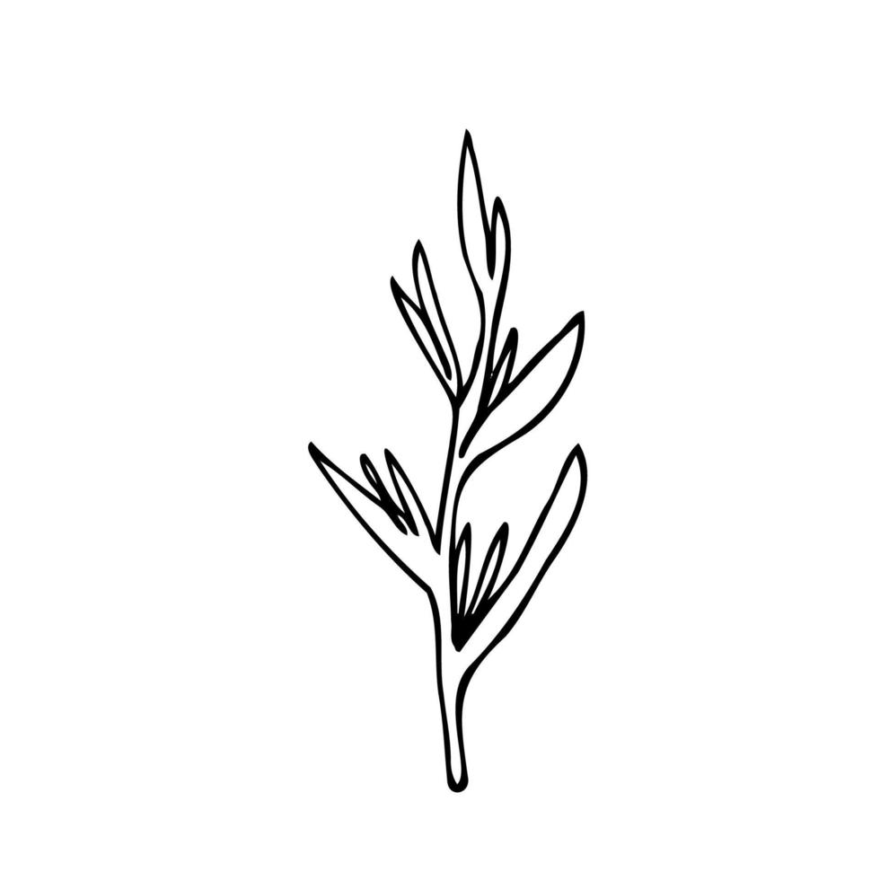 strelitzia reginae - dibujo de fideos vectoriales. ilustración de contorno negro de flor de ave del paraíso vector