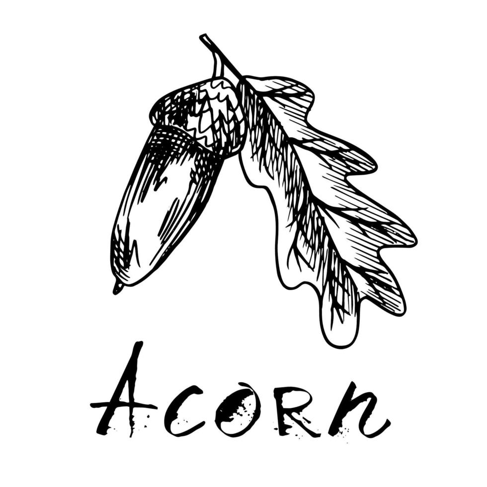 Black traced sketch of a long-fruited acorn with a leaf. Vector illustration of acorns in engraving style