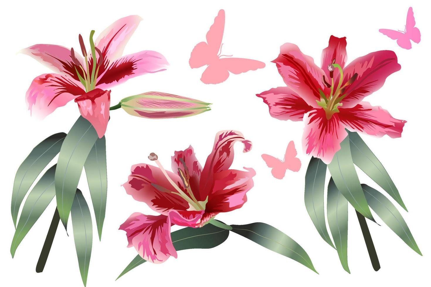 Vector Set of realistic pink three lilies on green stems with leaves with butterfly silhouette on a white background