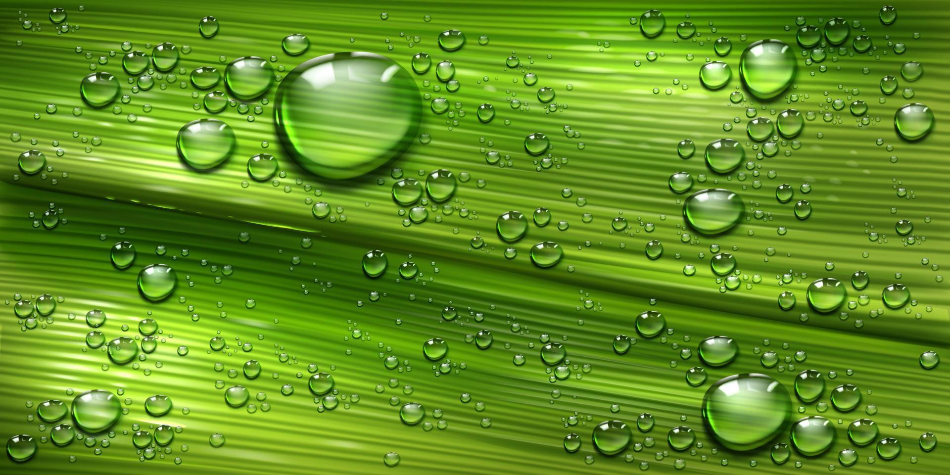 textura de hoja de árbol con gotas de agua, planta verde vector