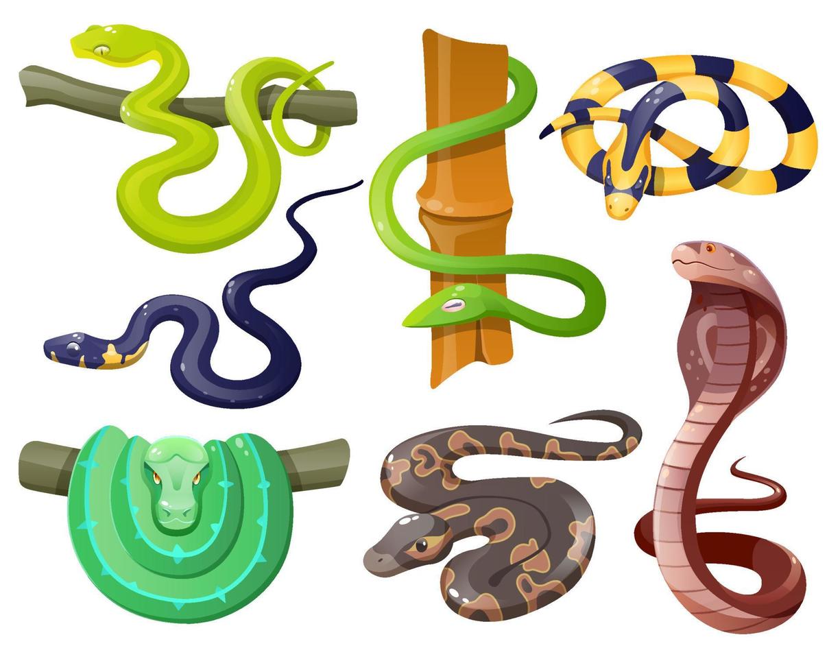 Snakes, wild tropical serpents, python and cobra vector