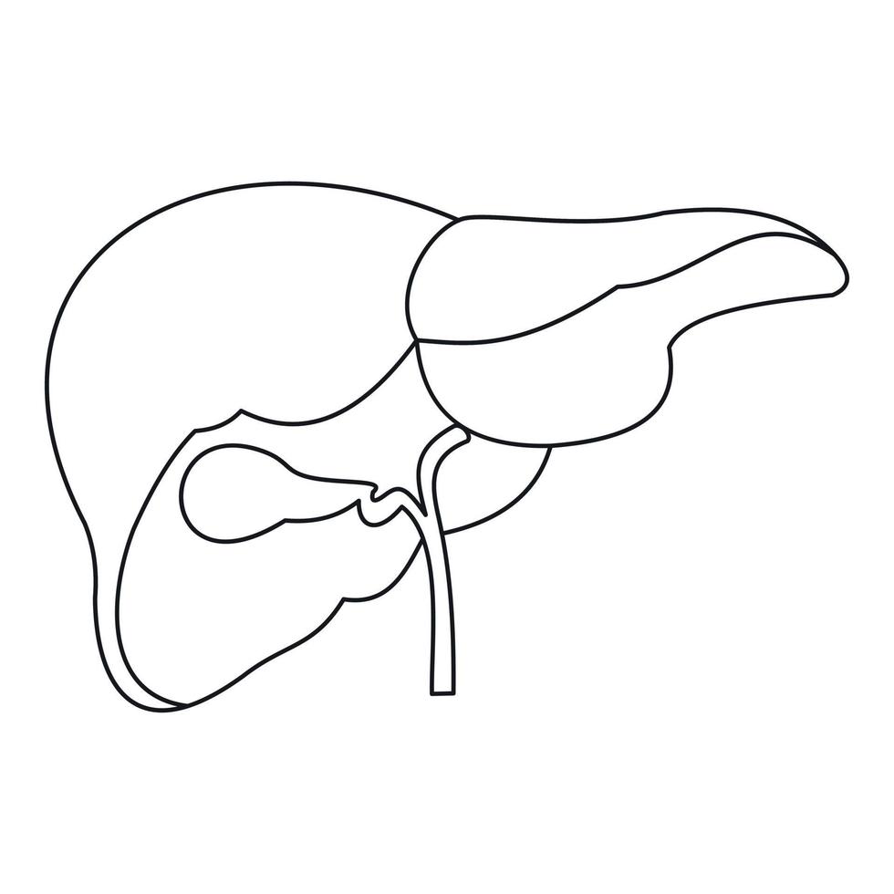 Liver icon, outline style vector