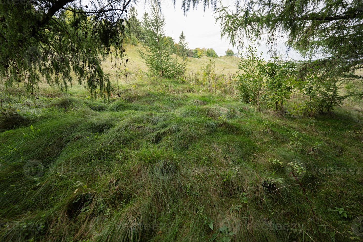 Tall green grass in a coniferous forest at autumn. photo