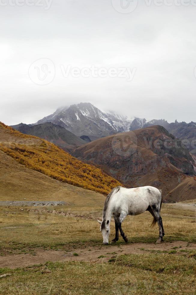 el caballo blanco está caminando en un pasto de otoño de imágenes en un clima nublado en un fondo de hermoso paisaje de las montañas del cáucaso, georgia. foto