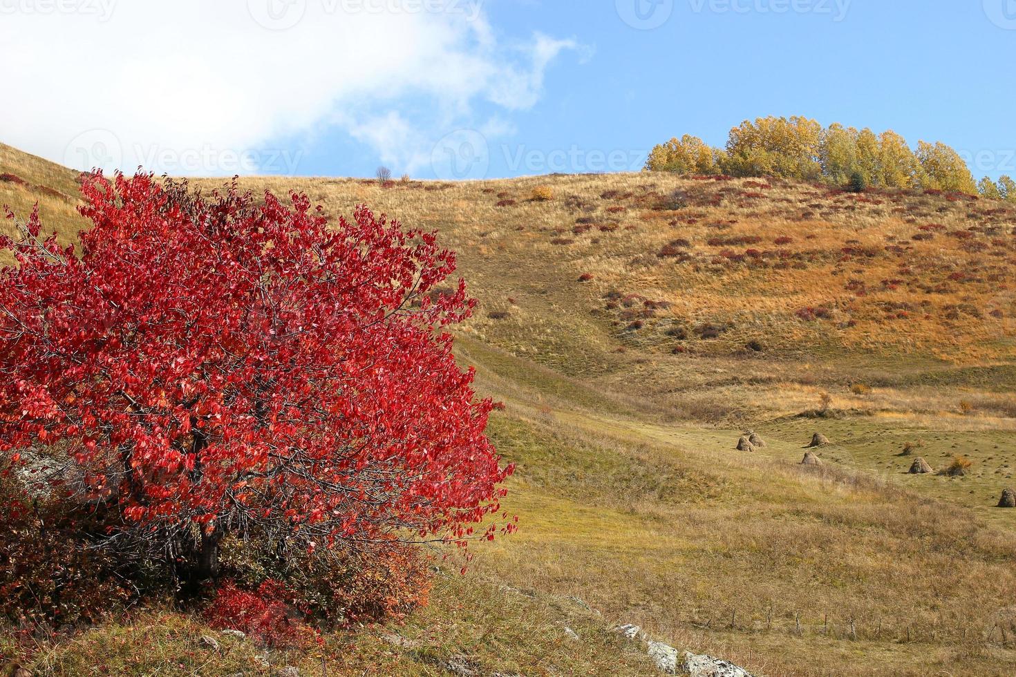 Rural landscape in mountains with fields, trees and haystack in autumn. Caucasus mountains, Georgia. photo