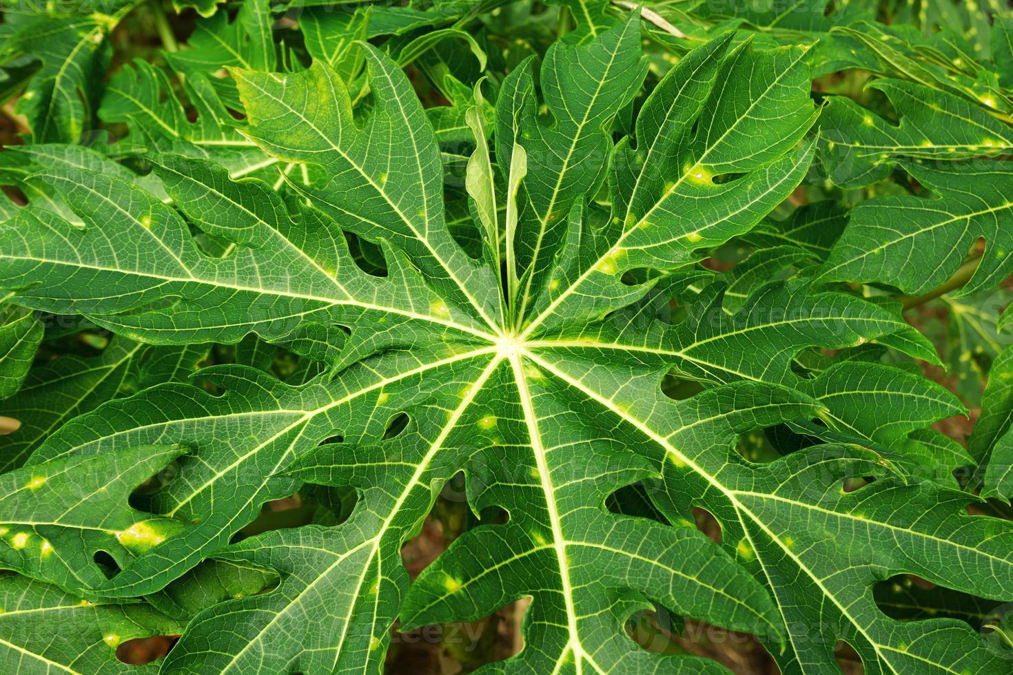 vista superior de las hojas verdes del árbol de papaya, primer plano. foto