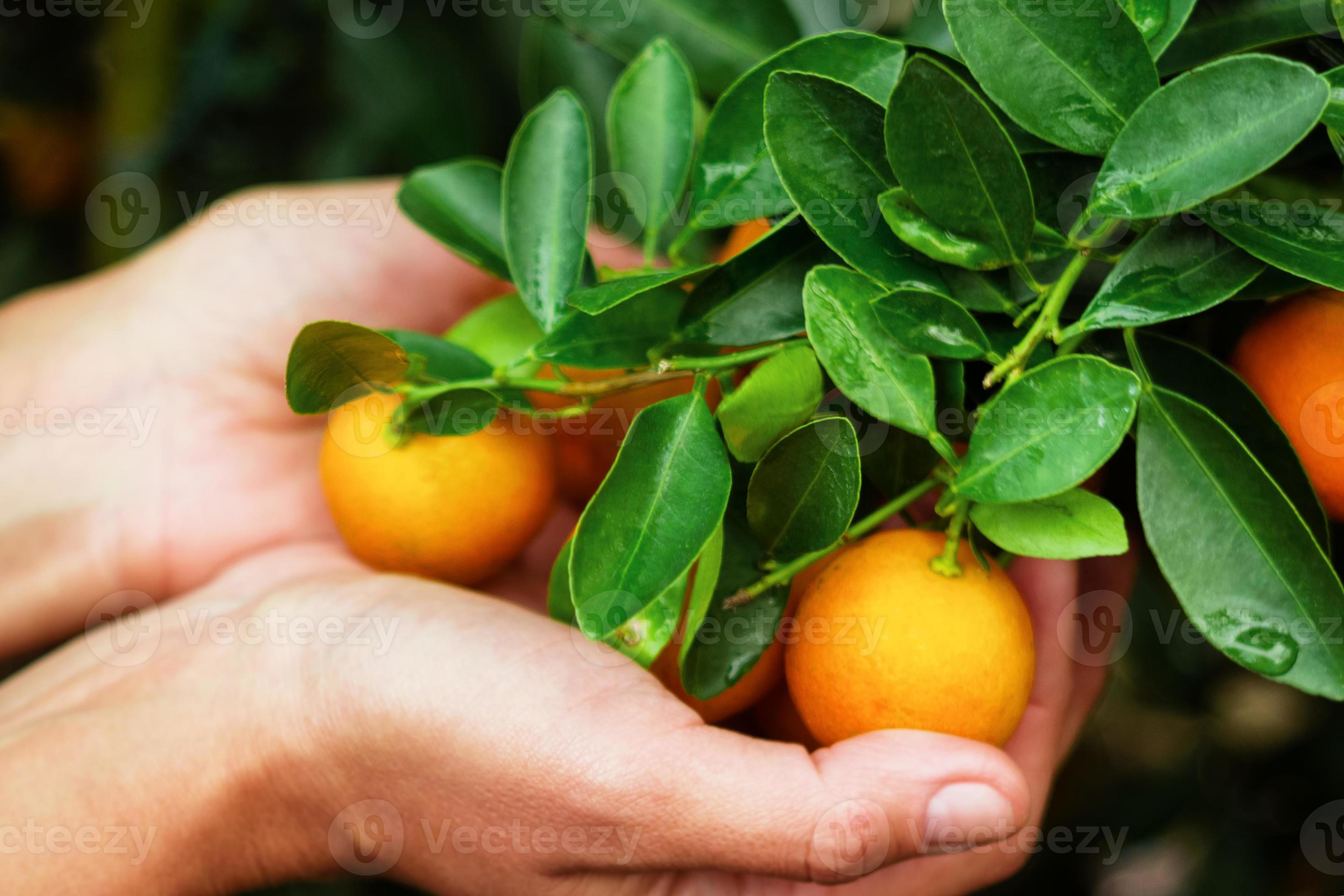 Hands of woman holding of tangerines from a tree, top view. Hue