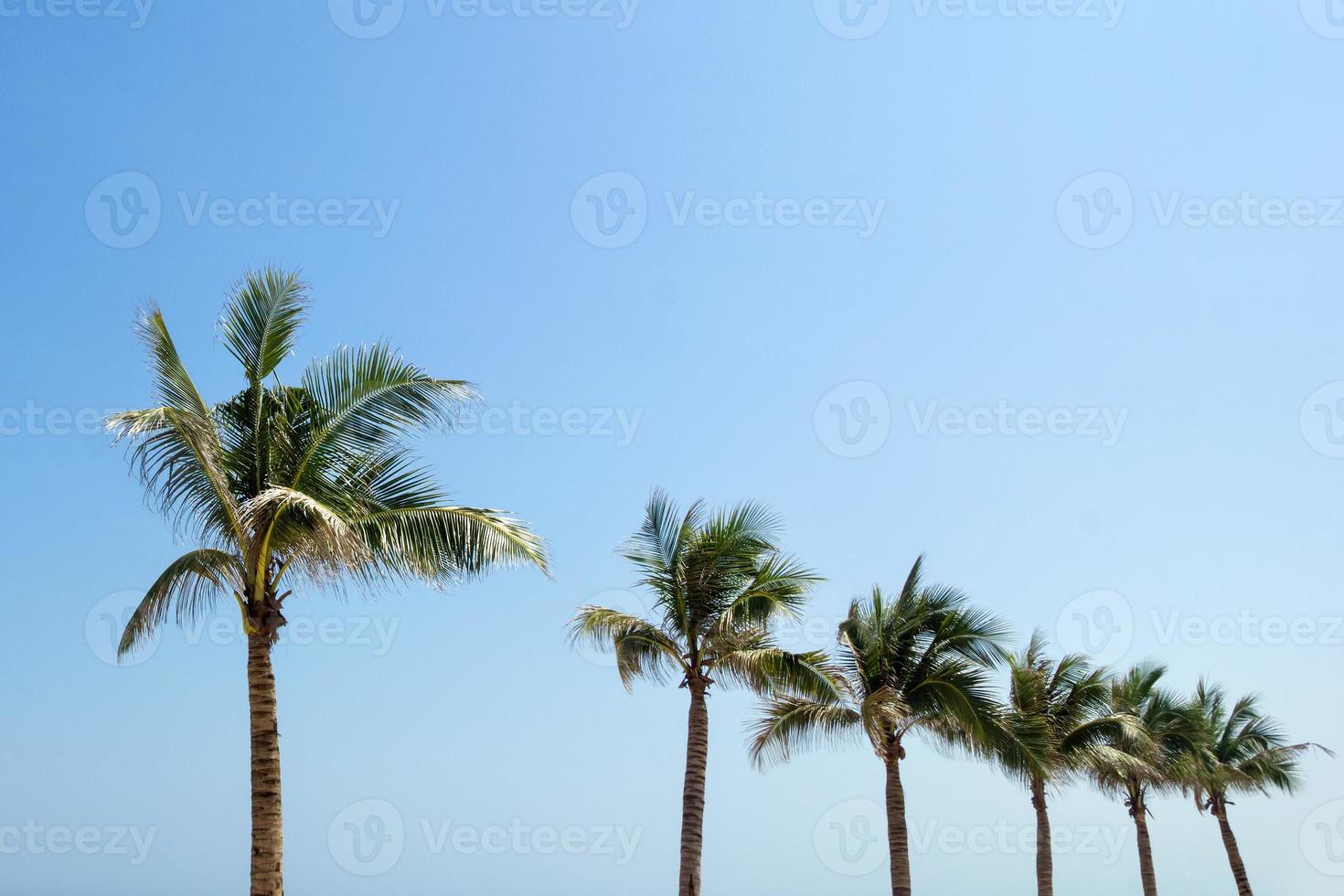 The view on the palm trees on a background of a blue sky. photo