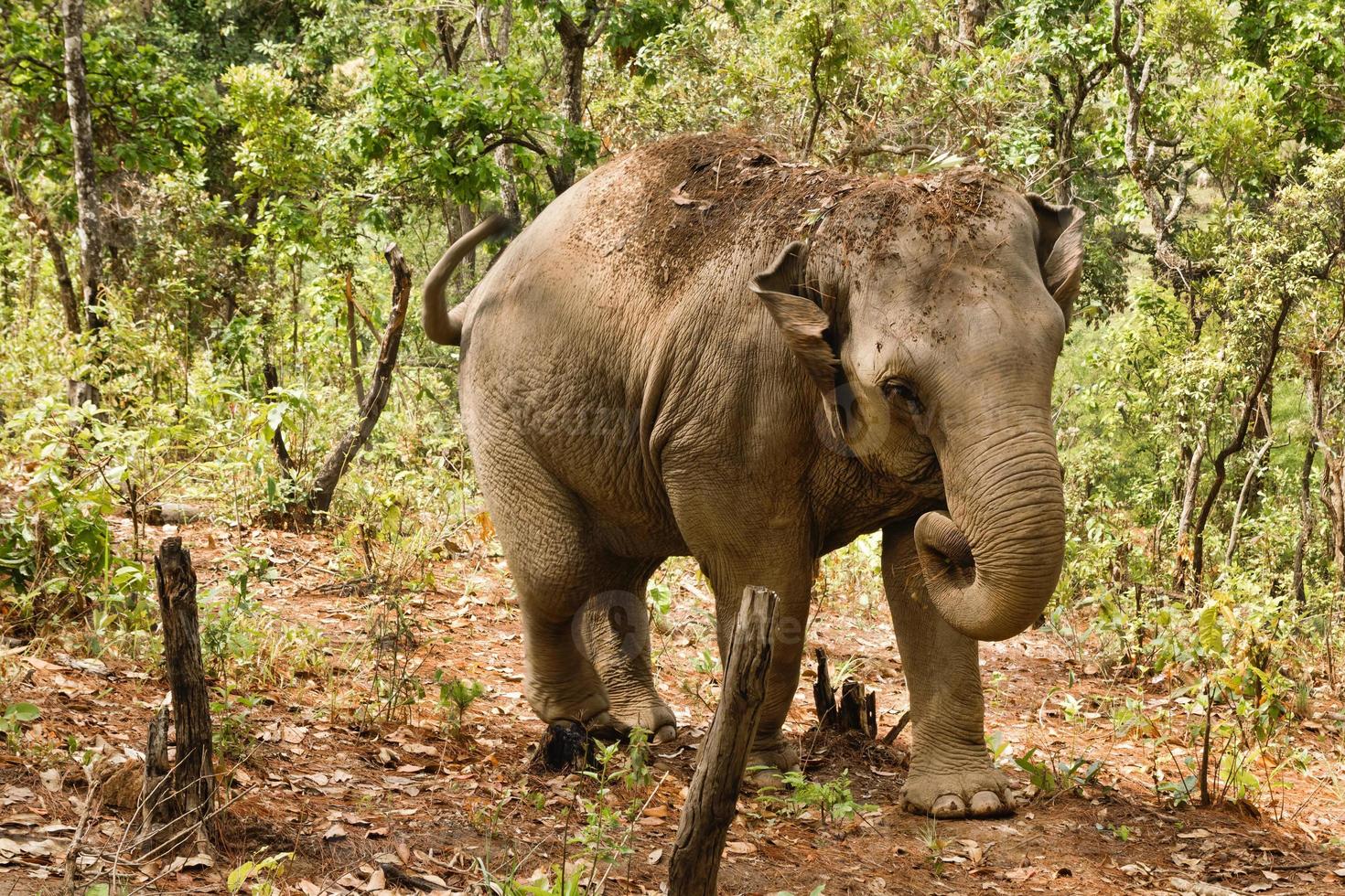 elefante caminando por la selva tropical. provincia de chiang mai, tailandia. foto